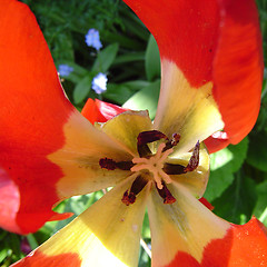 Image showing Inside a Flower