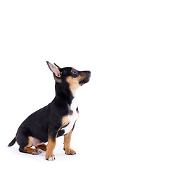 Image showing Young black coat puppy dog isolated on white