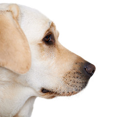 Image showing Profile portrait of a golden labrador