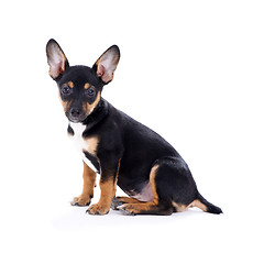 Image showing Young black coat puppy dog isolated on white