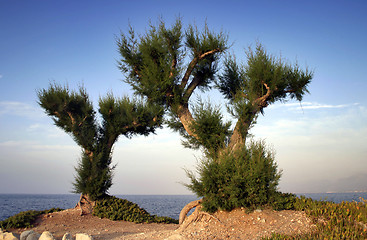 Image showing Two palm trees by the shore.