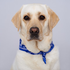 Image showing Handsome golden labrador