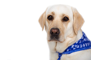 Image showing Beautiful golden labrador