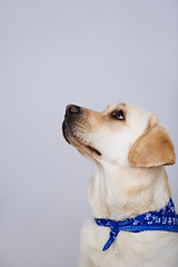 Image showing Faithful golden labrador