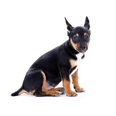 Image showing Young black coat puppy dog isolated on white