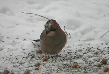 Image showing jay (garrulus glandarius)