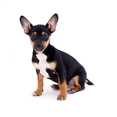Image showing Young black coat puppy dog isolated on white