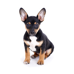 Image showing Young black coat puppy dog isolated on white