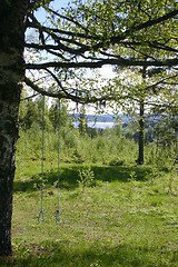 Image showing natural playground