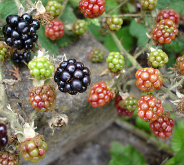 Image showing Wild Blackberries