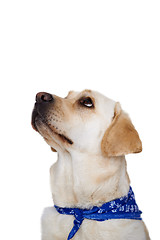 Image showing Labrador looking up with beseeching eyes