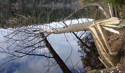 Image showing Broken wood