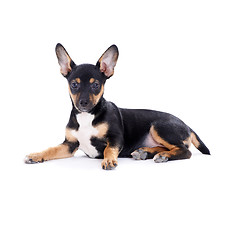 Image showing Young black coat puppy dog isolated on white