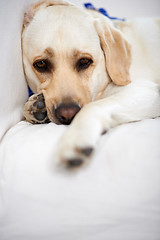 Image showing Golden labrador taking a rest