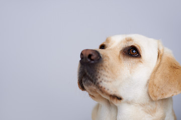 Image showing Loving golden labrador