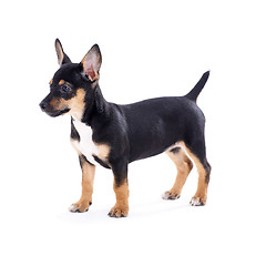 Image showing Young black coat puppy dog isolated on white