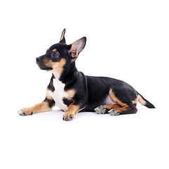 Image showing Young black coat puppy dog isolated on white