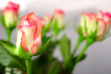 Image showing rose bud