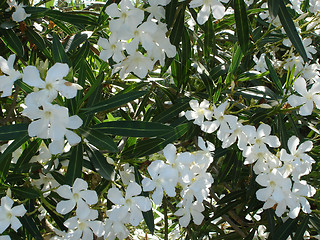 Image showing Macro of white flowers