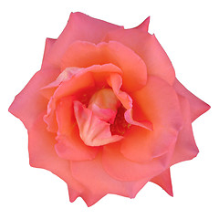 Image showing Macro of a rose