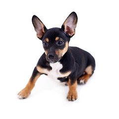 Image showing Young black coat puppy dog isolated on white