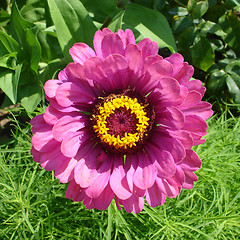 Image showing Macro of a flower