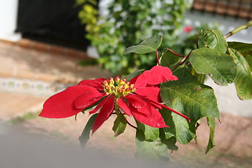 Image showing Beautiful Christmas star