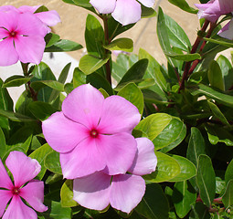 Image showing Macro of a flower