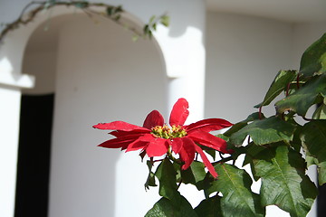 Image showing Christmas star in garden,Spain