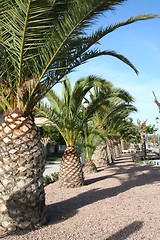 Image showing Palms in line