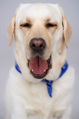 Image showing Beautiful labrador having a yawn
