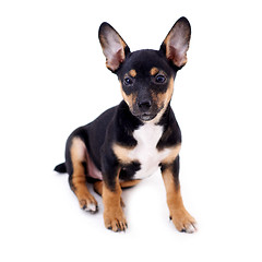 Image showing Young black coat puppy dog isolated on white