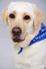 Image showing Closeup portrait of a golden labrador