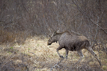 Image showing Wild Moose