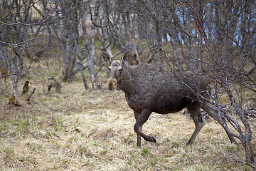 Image showing Wild Moose