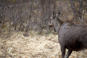 Image showing Wild Moose