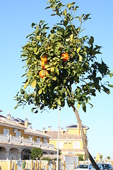 Image showing Tangerine tree on pavement