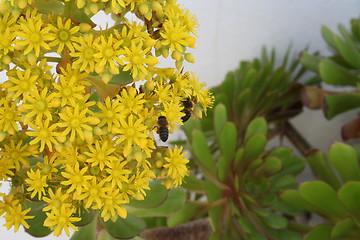 Image showing Spanish flower with two bees