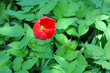 Image showing Lone Red Tulip