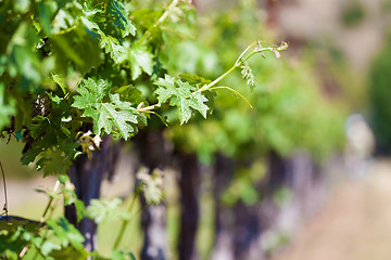 Image showing vine close-up