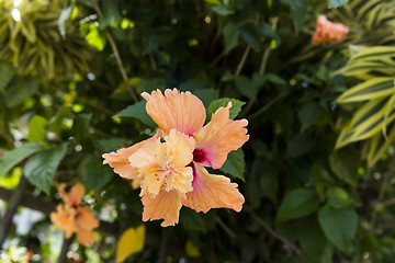 Image showing Hibiscus Flower.