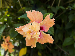 Image showing Big Hibiscus Flower.