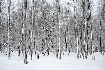 Image showing Winter landscape.