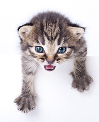 Image showing little  kitten