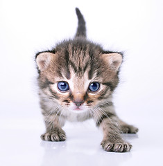 Image showing little 2 weeks old kitten