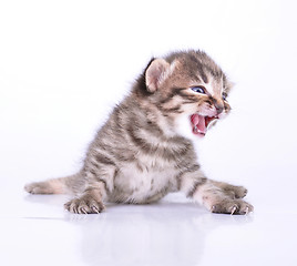 Image showing little 2 weeks old kitten