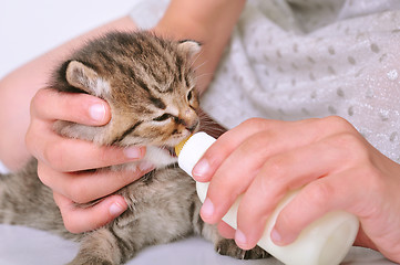 Image showing child feeding small kitten from the bottle