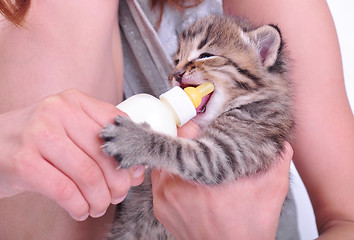 Image showing child feeding small kitten from the bottle