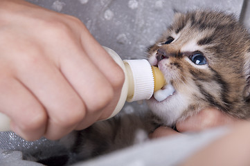 Image showing little girl feeding small kitten from the bottle