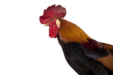 Image showing Rooster